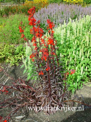 Lobelia 'Queen Victoria'