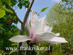 Magnolia 'Big Dude'