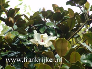 Magnolia grandiflora 'Goliath' (69288)