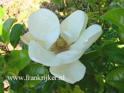 Magnolia grandiflora 'Treyvei'
