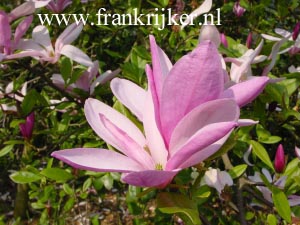 Magnolia 'Randy'