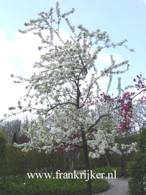 Malus 'White Angel'