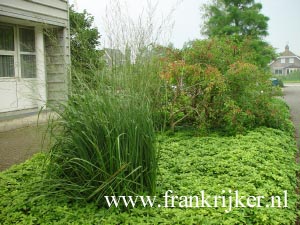 Molinia arundinacea 'Windspiel'