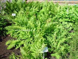 Osmunda claytoniana