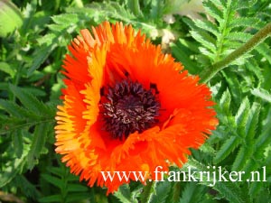 Papaver orientale 'Tuerkenlouis'