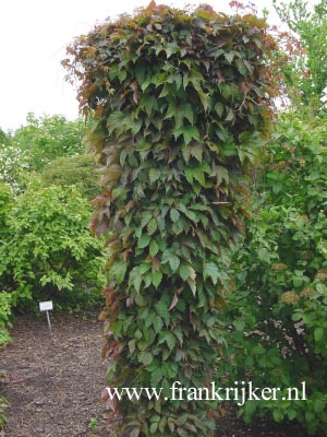 Parthenocissus tricuspidata 'Veitch Boskoop'