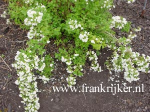 Philadelphus 'Manteau d'Hermine'