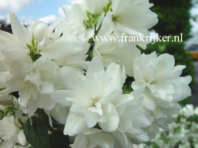 Philadelphus 'Snowbelle'