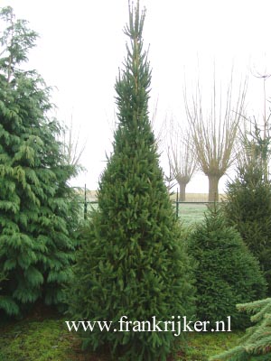 Picea abies 'Columnaris'