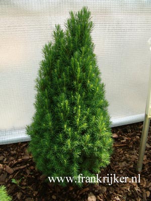 Picea glauca 'Zuckerhut'