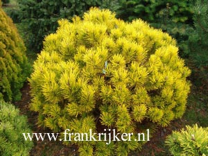 Pinus mugo 'Golden Glow'