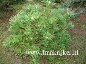 Pinus thunbergii 'Banshosho'