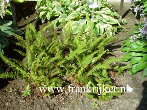 Polystichum setiferum 'Herrenhausen'