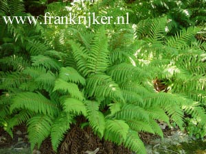 Polystichum setiferum