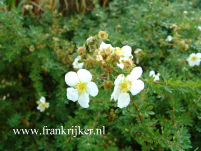 Potentilla fruticosa 'Manchu'