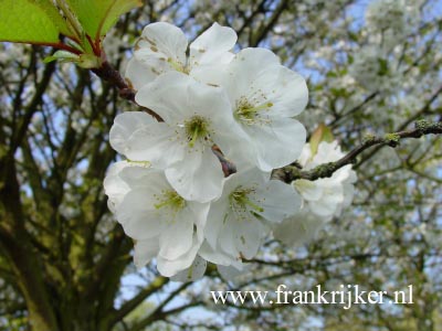 Prunus gondouinii 'Schnee'