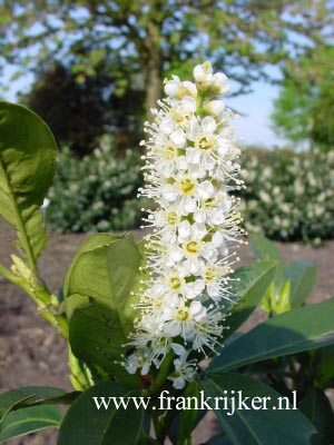 Prunus laurocerasus 'Reynvaanii'