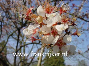 Prunus maackii 'Amber Beauty'