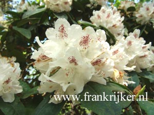 Rhododendron 'Bismarck'