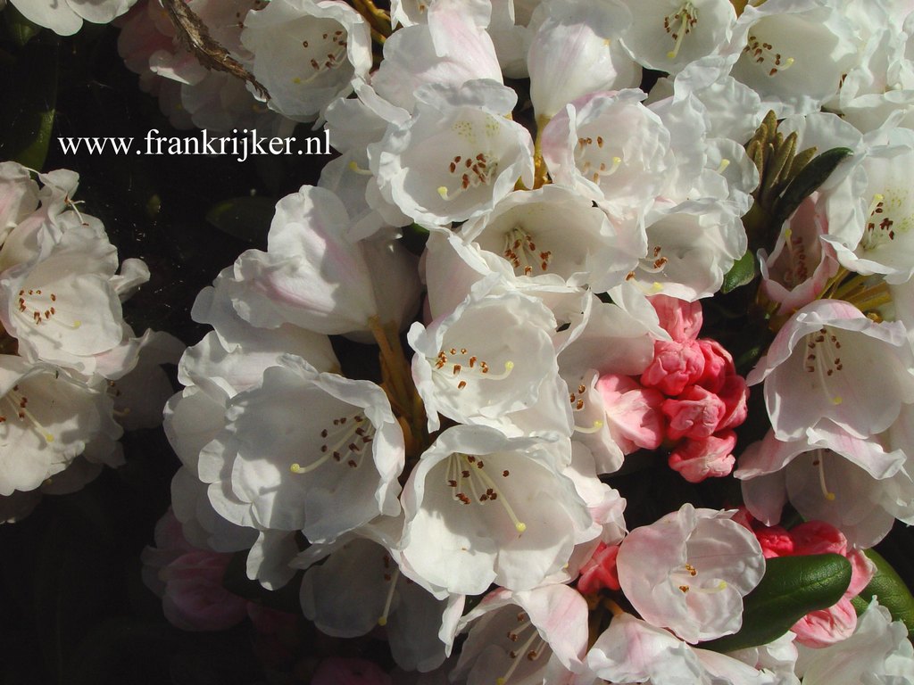 Rhododendron 'Hanano Ego'