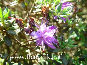 Rhododendron nivale boreale