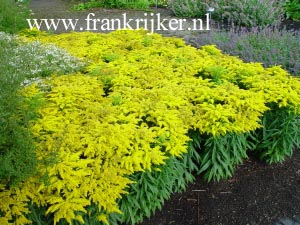 Solidago 'Strahlenkrone'