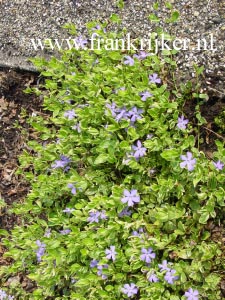 Vinca minor 'Argenteovariegata'