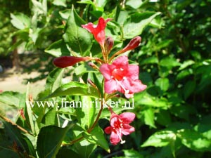 Weigela 'Eva Rathke'