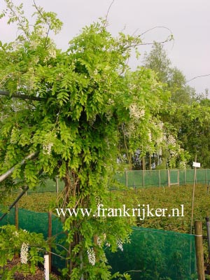 Wisteria floribunda 'Alba'