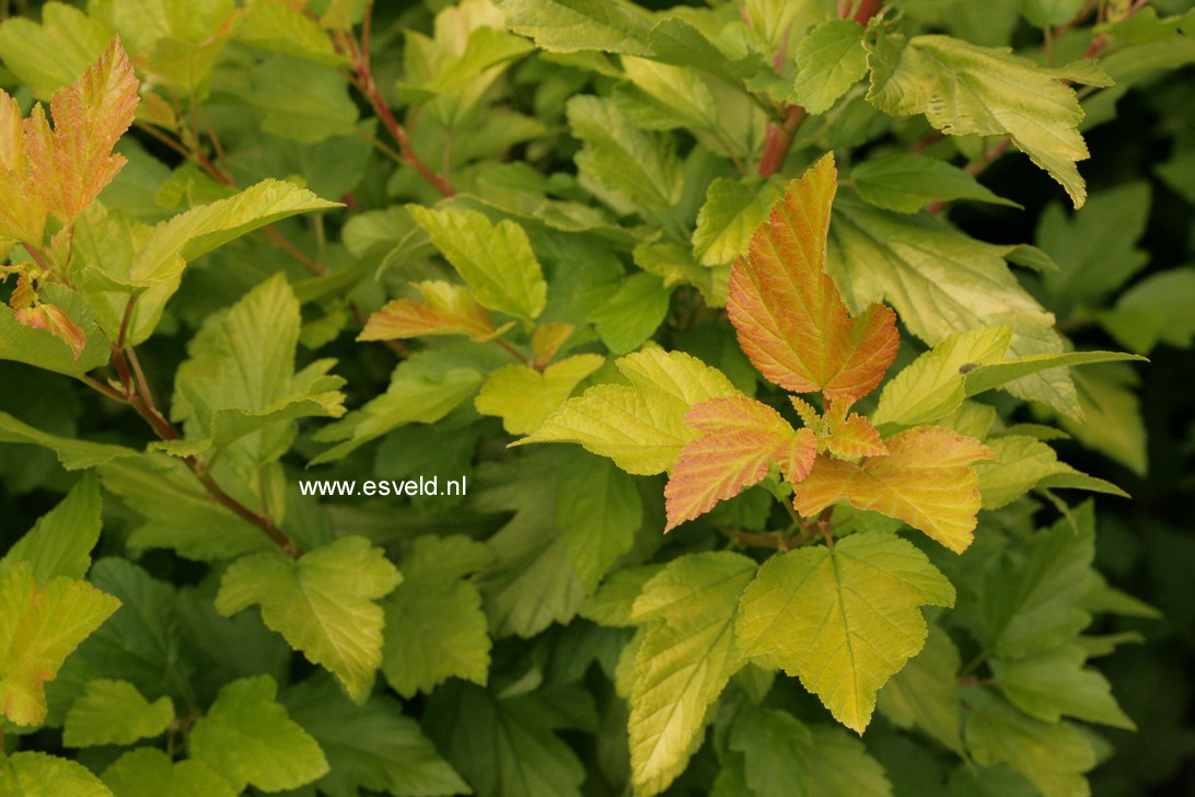 Plantentuin Esveld