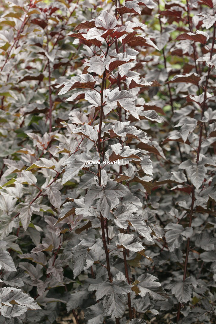 Plantentuin Esveld