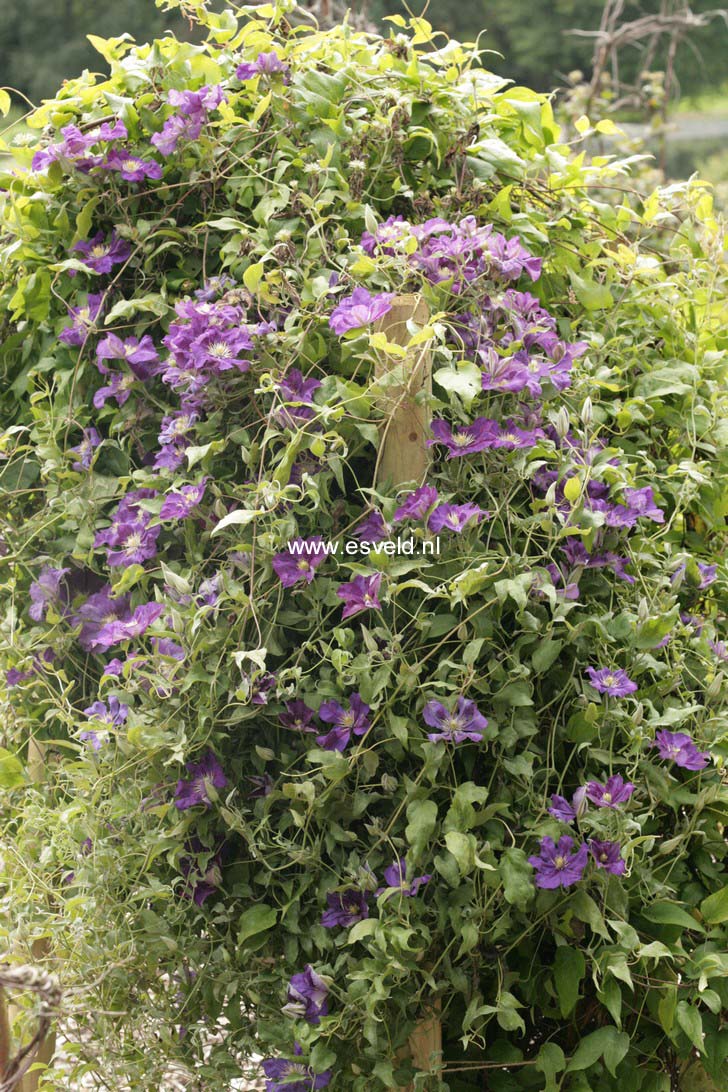 Clematis 'Lady Betty Balfour'