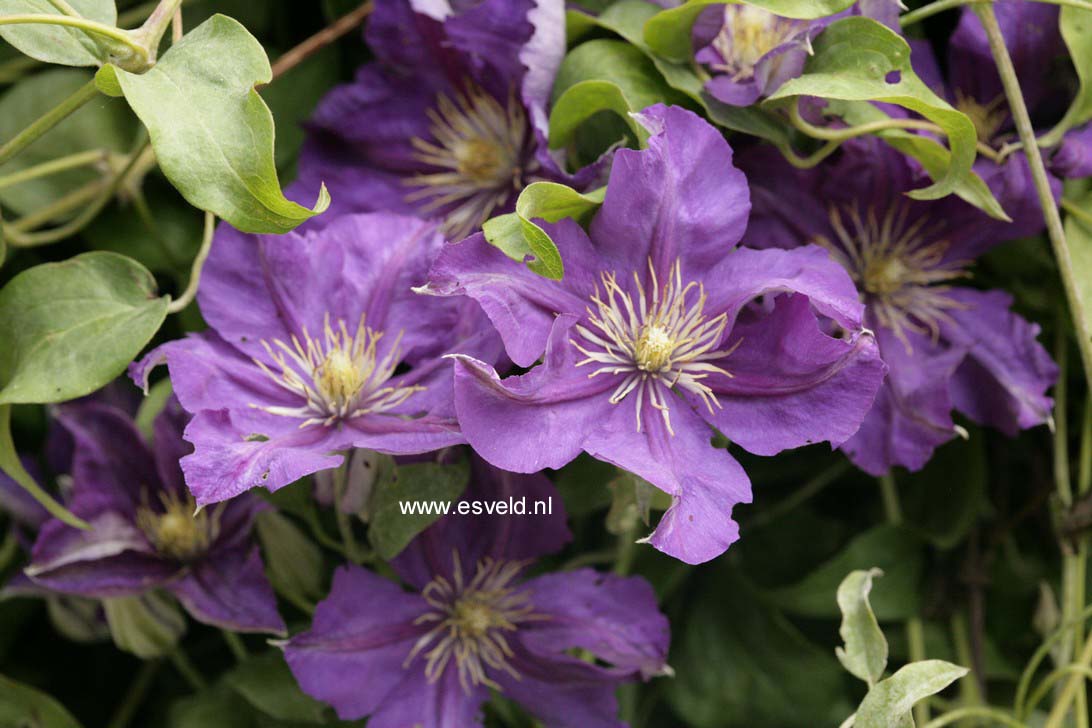 Clematis 'Lady Betty Balfour'