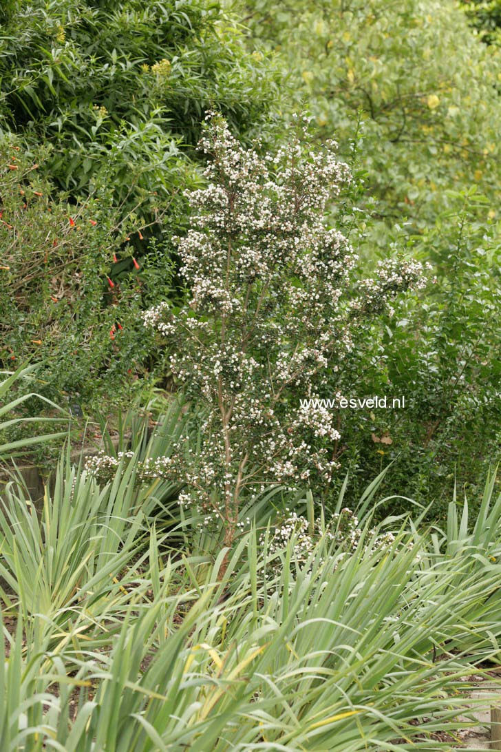 Luma apiculata