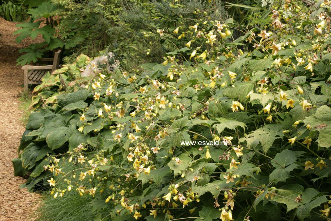 Kirengeshoma palmata