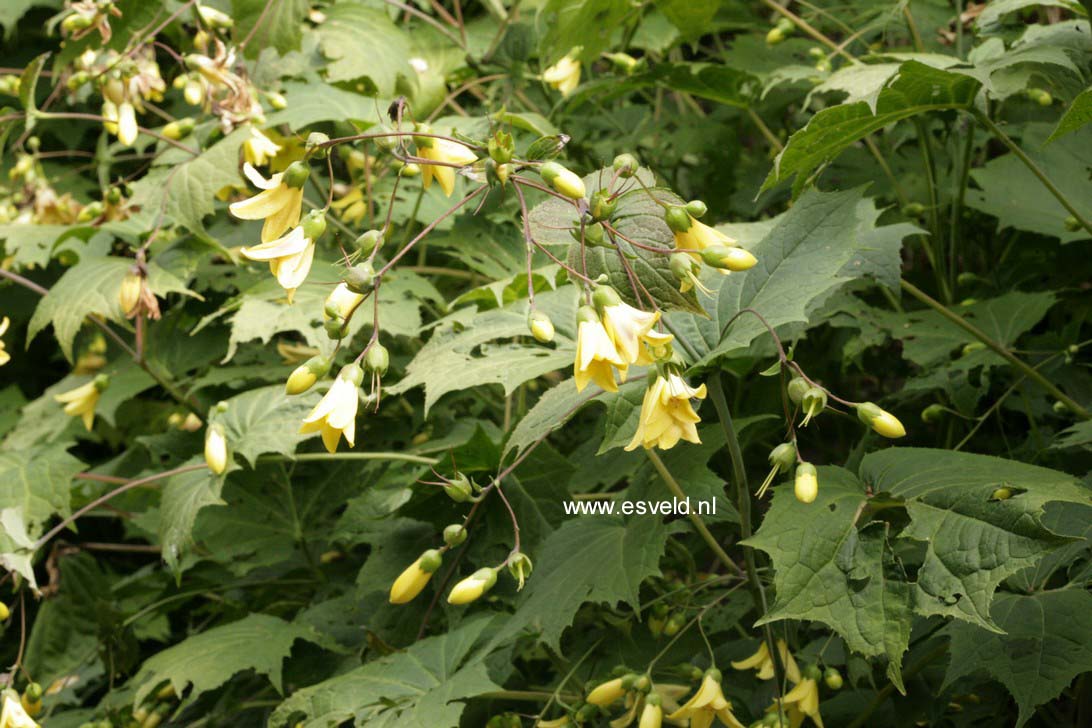 Kirengeshoma palmata