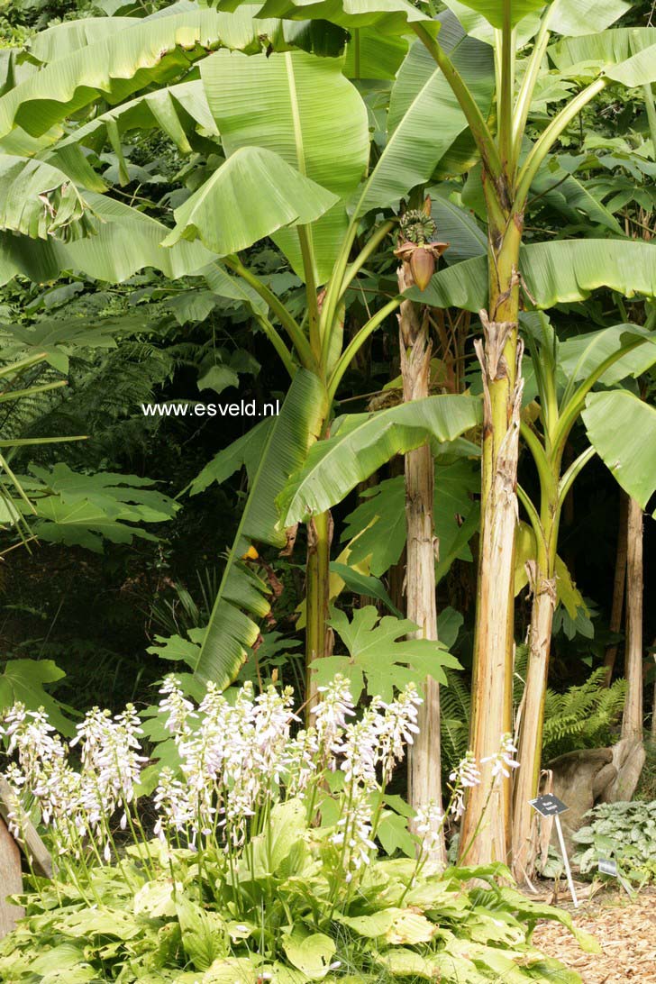 Hosta 'Sum and Substance'