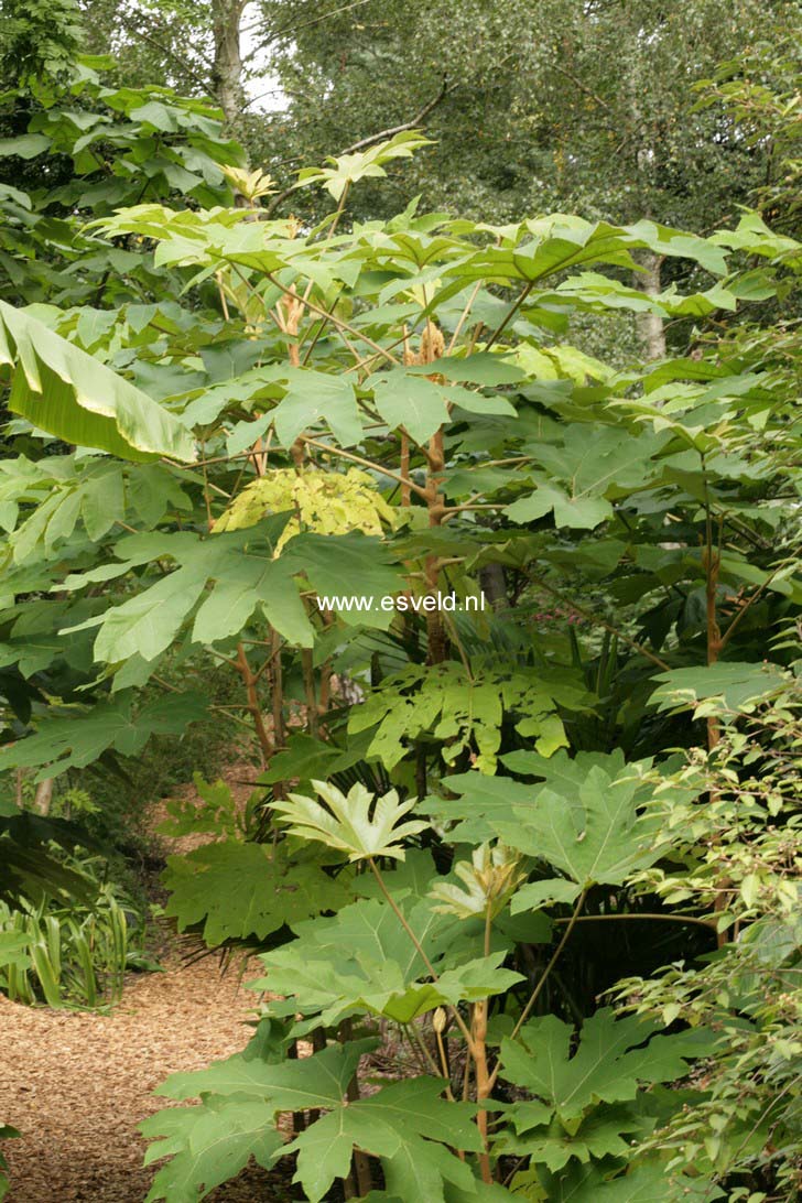 Tetrapanax papyrifer