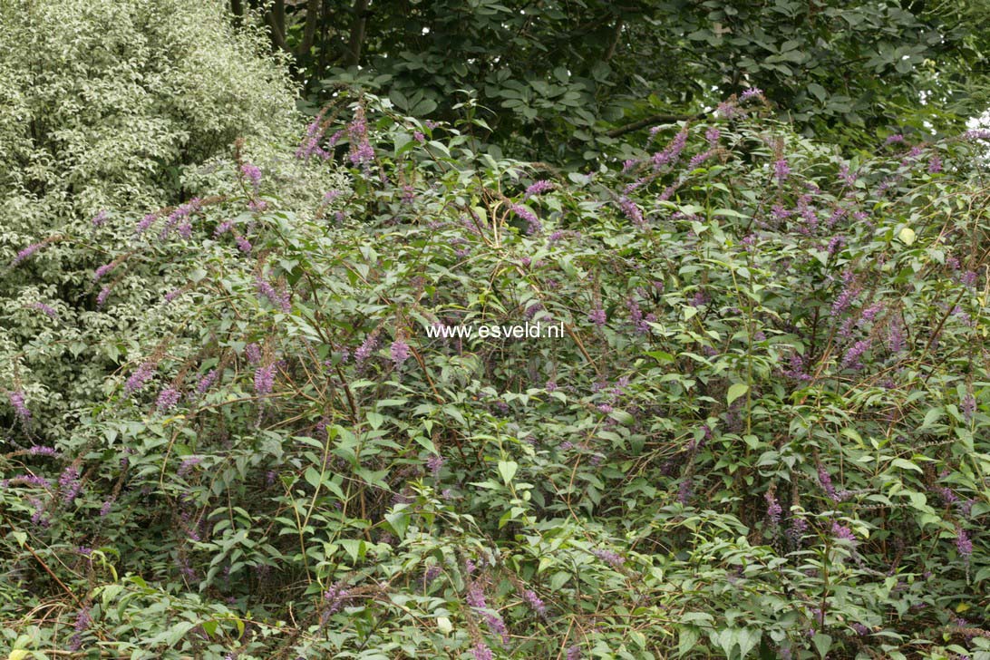 Buddleja lindleyana