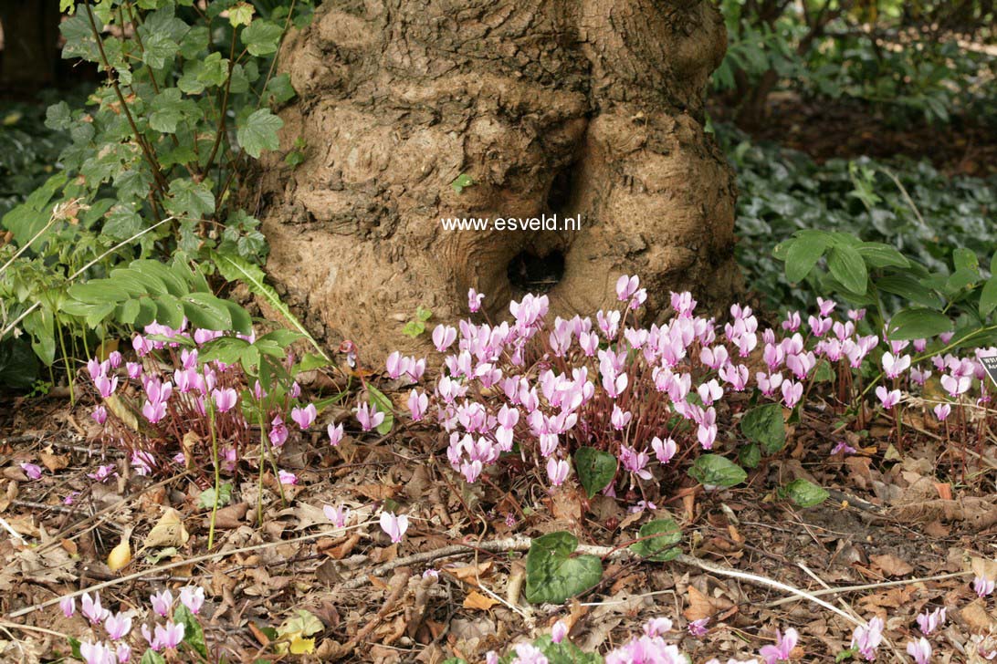 Cyclamen hederifolium