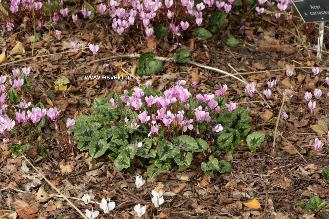 Cyclamen hederifolium