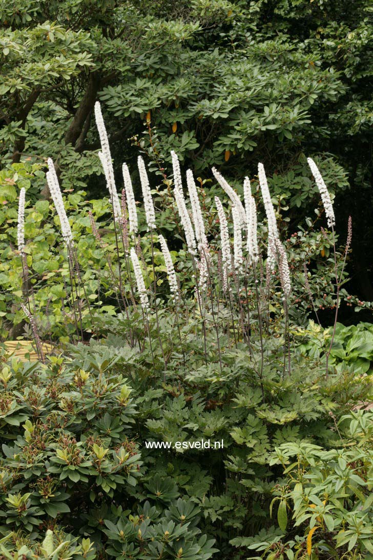 Actaea simplex 'Atropurpurea'