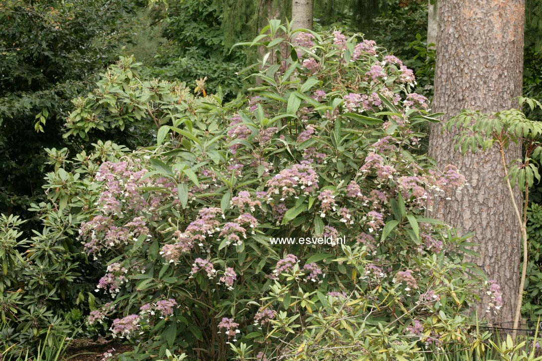 Hydrangea villosa