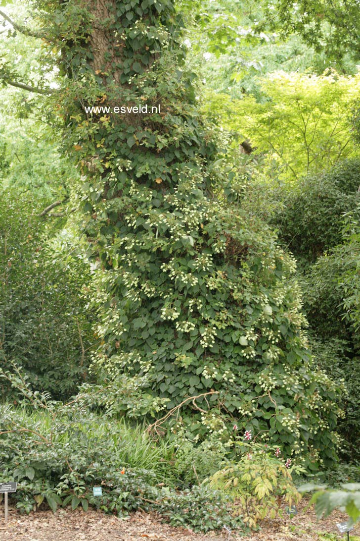 Schizophragma hydrangeoides