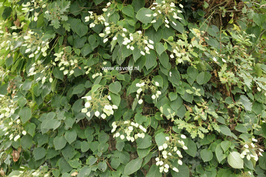 Schizophragma hydrangeoides