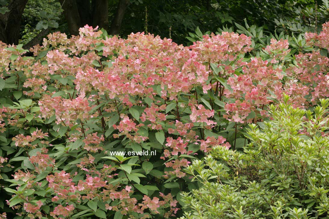 Hydrangea paniculata 'Bulk' (EARLY SENSATION)