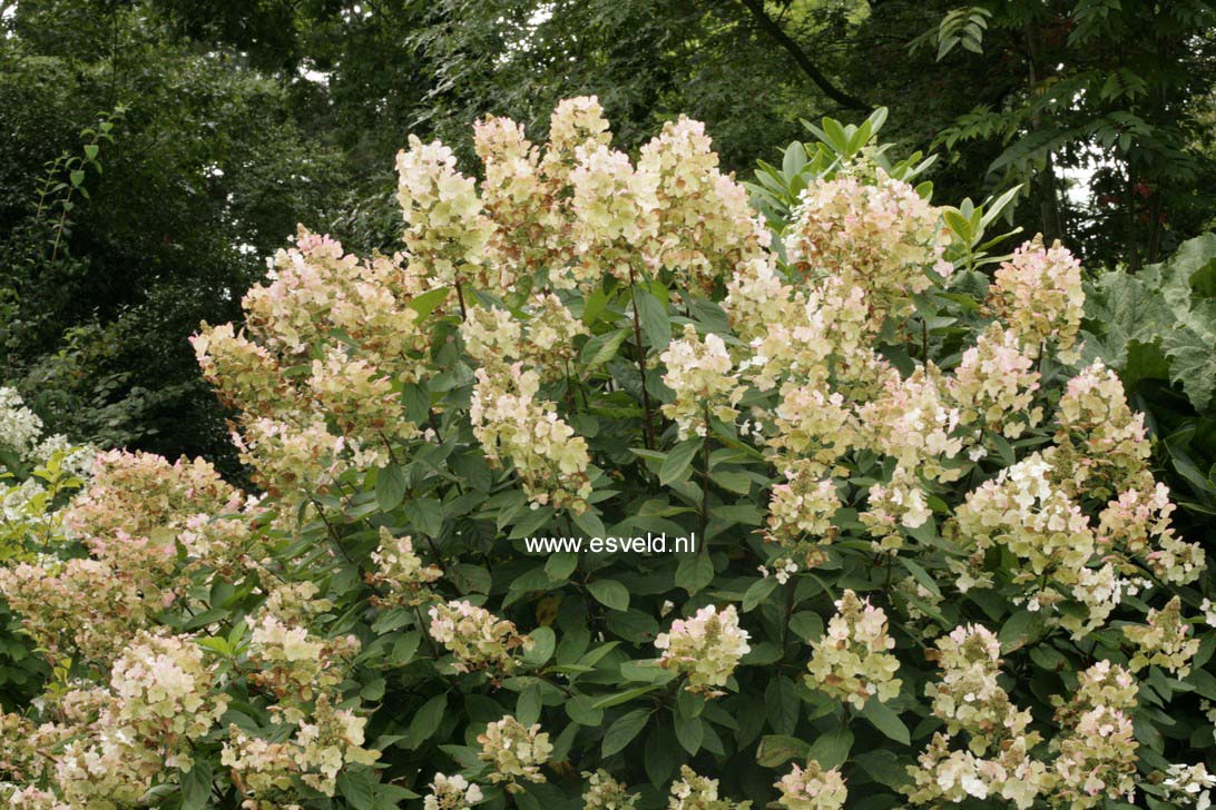 Hydrangea paniculata 'Floribunda'