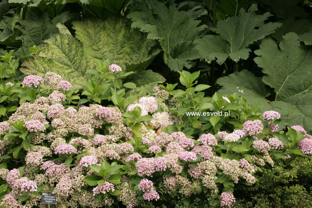 Hydrangea macrophylla 'Ayesha'