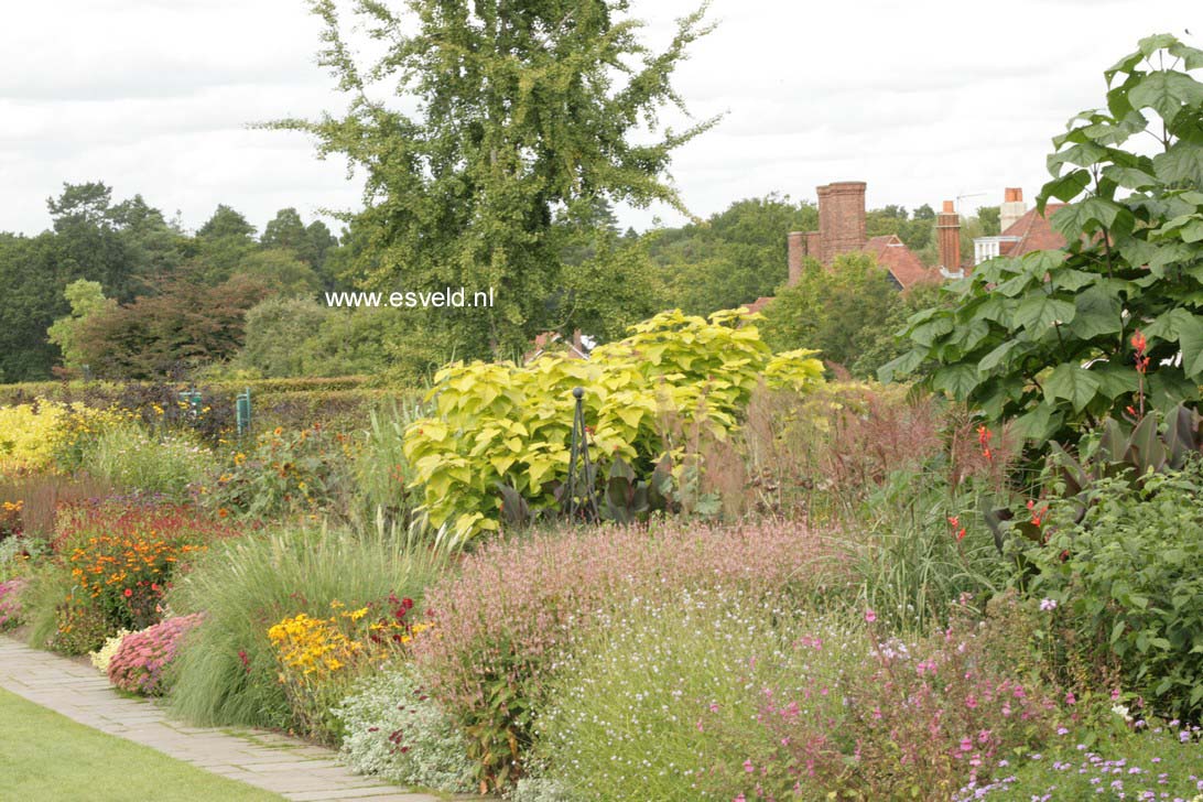 Cornus alba 'Aurea'