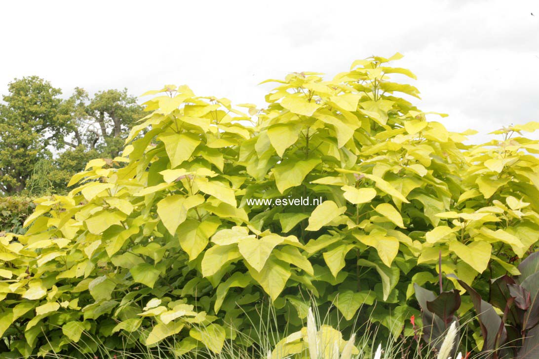 Cornus alba 'Aurea'